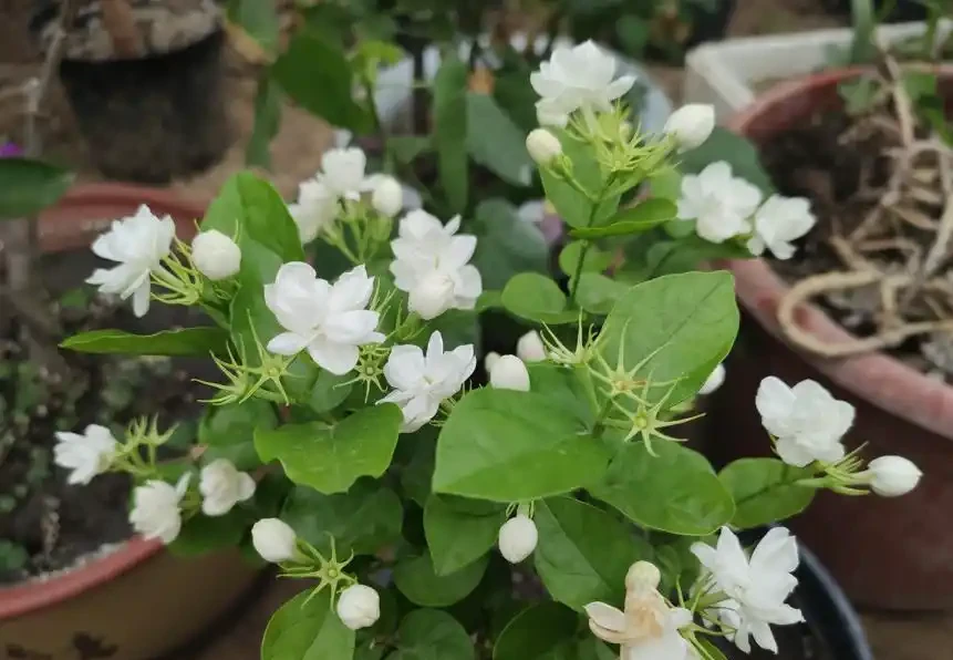 盤點18種四季開花植物,只要一個「條件」合適,就能全年花開不斷