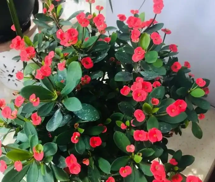 盤點18種四季開花植物,只要一個「條件」合適,就能全年花開不斷