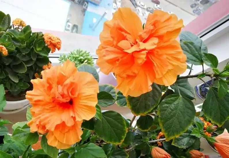 盤點18種四季開花植物,只要一個「條件」合適,就能全年花開不斷