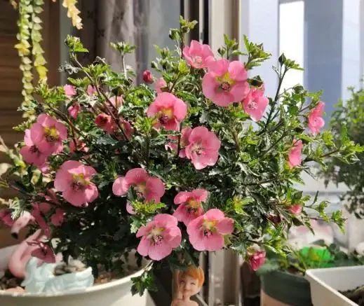 盤點18種四季開花植物,只要一個「條件」合適,就能全年花開不斷