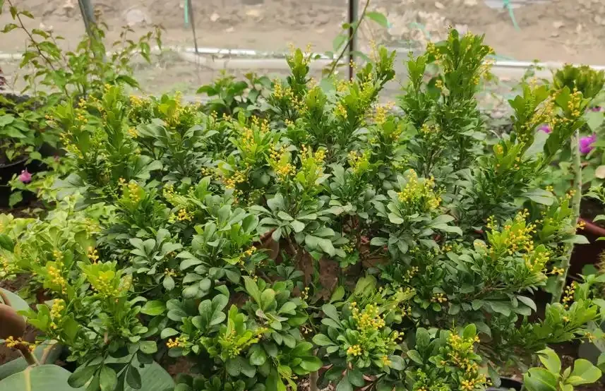 盤點18種四季開花植物,只要一個「條件」合適,就能全年花開不斷