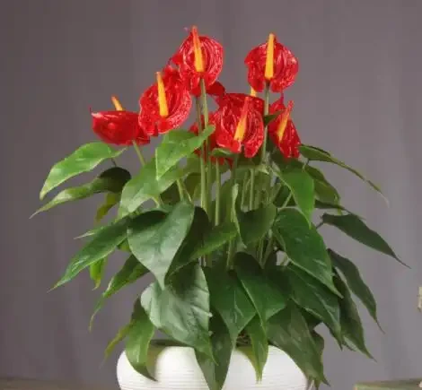 盤點18種四季開花植物,只要一個「條件」合適,就能全年花開不斷