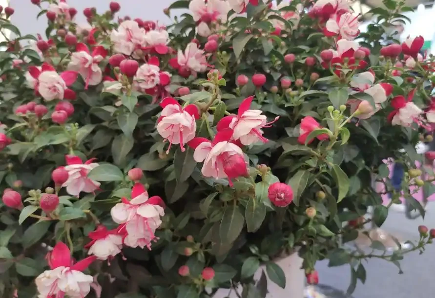 盤點18種四季開花植物,只要一個「條件」合適,就能全年花開不斷