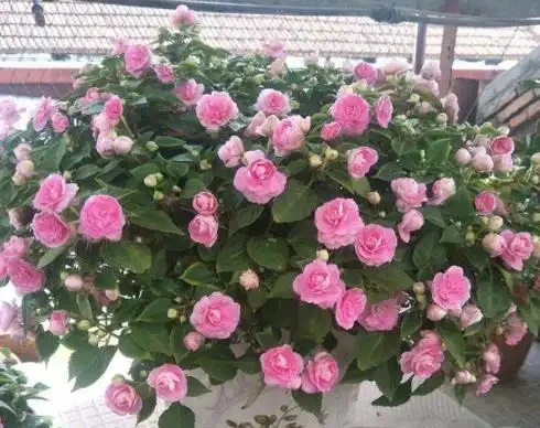 盤點18種四季開花植物,只要一個「條件」合適,就能全年花開不斷