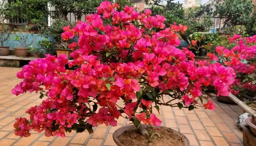 盤點18種四季開花植物,只要一個「條件」合適,就能全年花開不斷