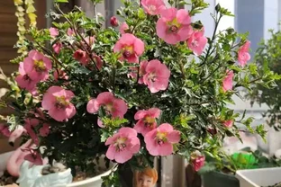 盤點18種四季開花植物，只要一個「條件」合適，就能全年花開不斷