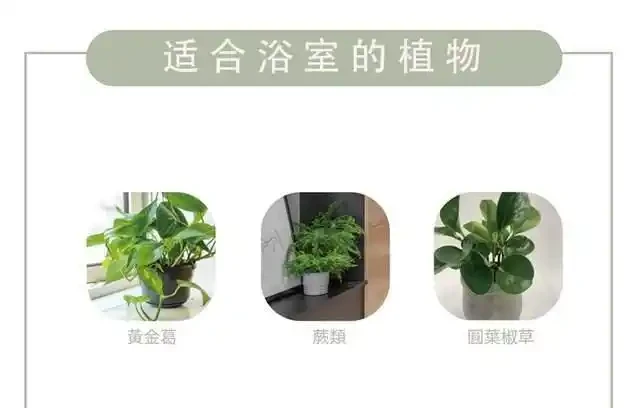 家中綠植怎麼選擇?不同空間選擇不同,好養的技巧都在這裡