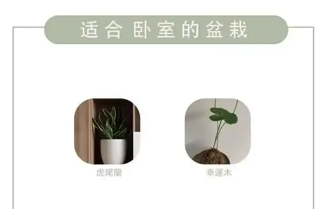 家中綠植怎麼選擇?不同空間選擇不同,好養的技巧都在這裡