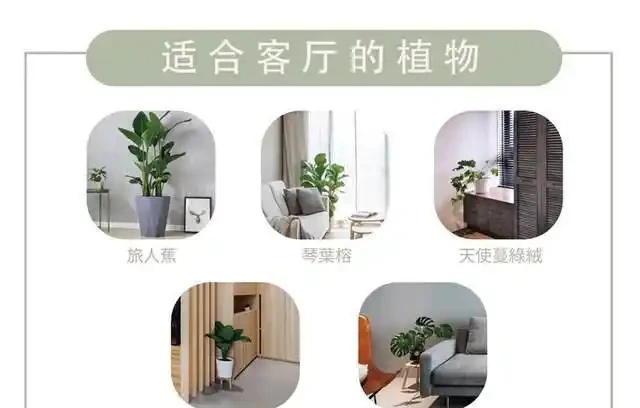 家中綠植怎麼選擇?不同空間選擇不同,好養的技巧都在這裡