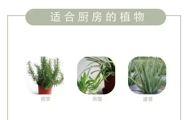 家中綠植怎麼選擇?不同空間選擇不同,好養的技巧都在這裡