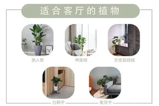 家中綠植怎麼選擇？不同空間選擇不同，好養的技巧都在這裡