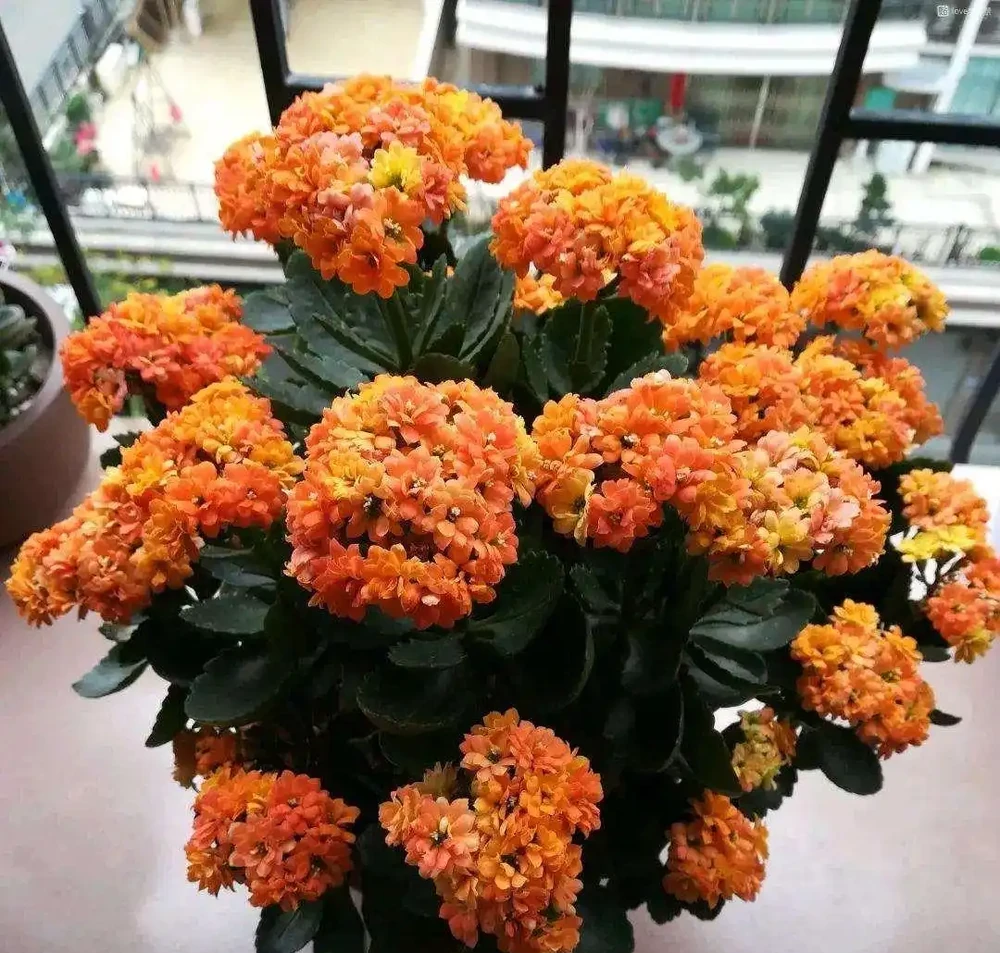 七種花很「養人」,臥室客廳放幾盆,好看吉祥「睡得香」