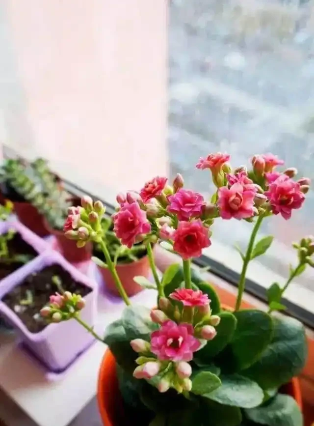 七種花很「養人」,臥室客廳放幾盆,好看吉祥「睡得香」