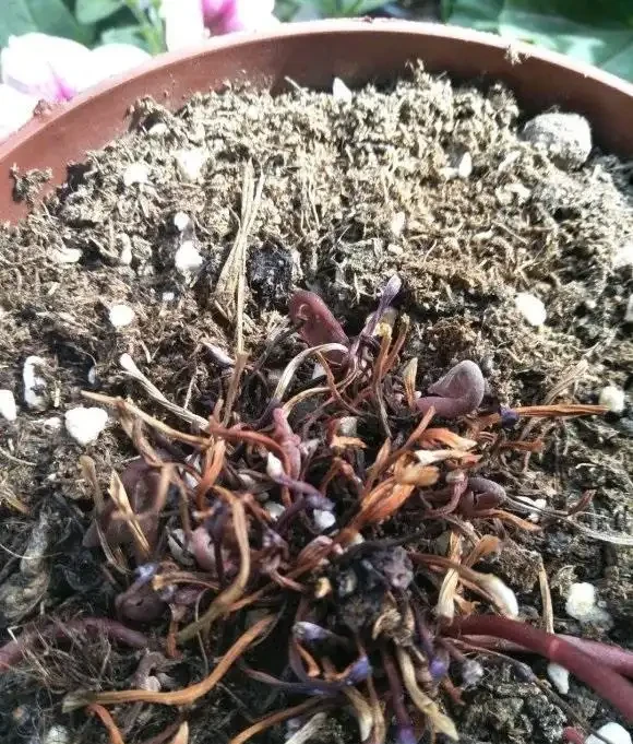 兔耳花葉子枯萎了,實際上還沒死,放在陽臺不用管,來年還開花