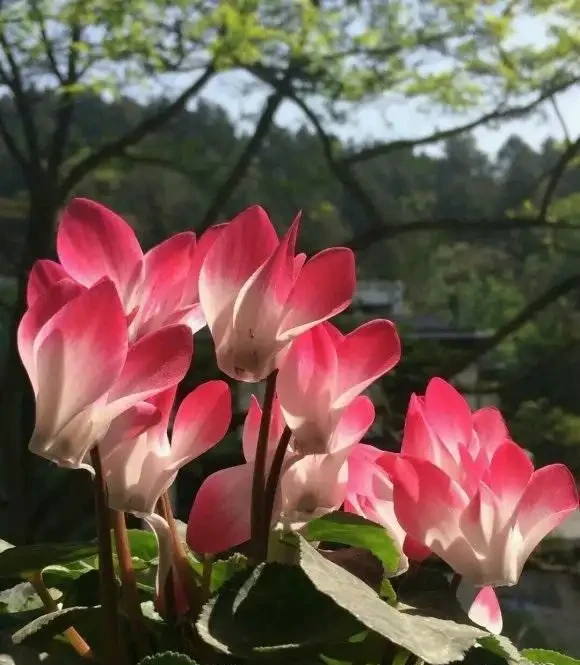 兔耳花葉子枯萎了,實際上還沒死,放在陽臺不用管,來年還開花