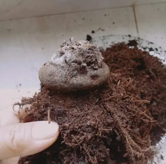 兔耳花葉子枯萎了,實際上還沒死,放在陽臺不用管,來年還開花