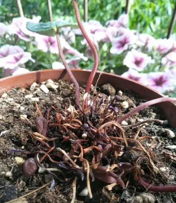 兔耳花葉子枯萎了,實際上還沒死,放在陽臺不用管,來年還開花