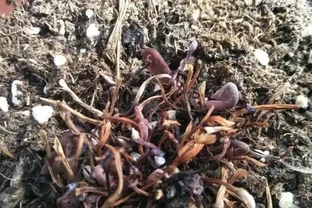 兔耳花葉子枯萎了，實際上還沒死，放在陽臺不用管，來年還開花