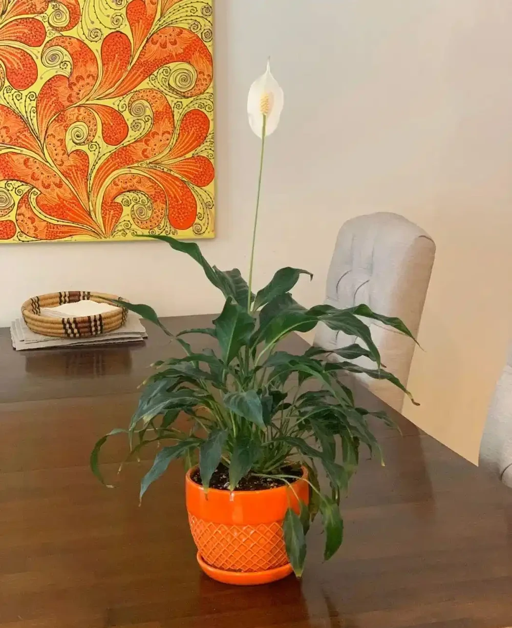 新手施肥指南，促進植物長葉開花很容易，選肥料和施肥時機很關鍵