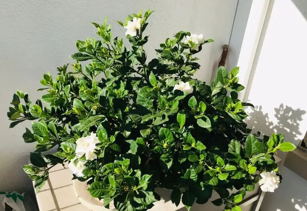 新手施肥指南，促進植物長葉開花很容易，選肥料和施肥時機很關鍵