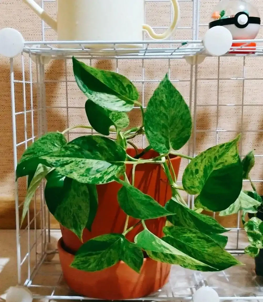新手施肥指南，促進植物長葉開花很容易，選肥料和施肥時機很關鍵