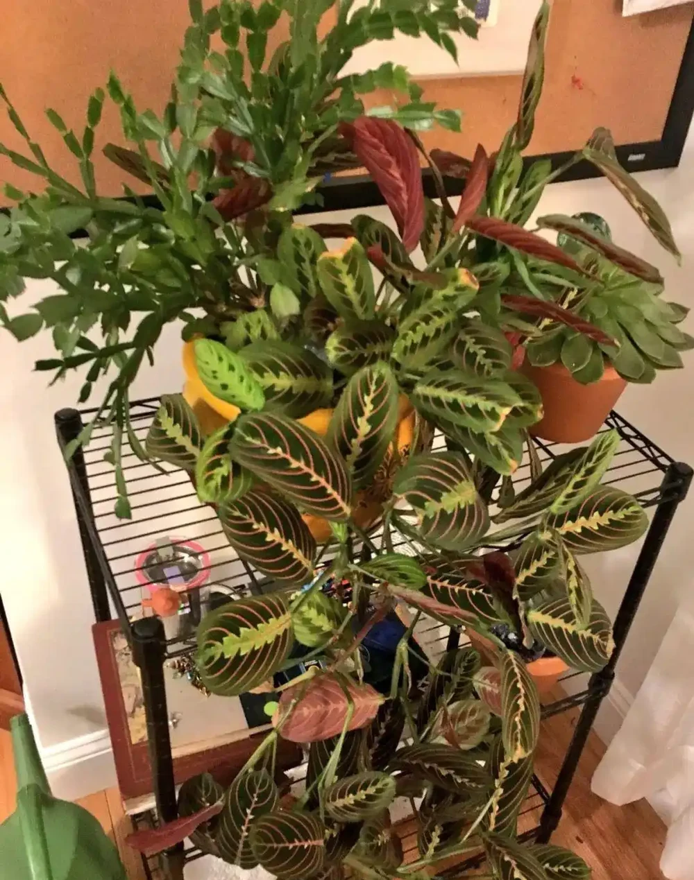 新手施肥指南，促進植物長葉開花很容易，選肥料和施肥時機很關鍵