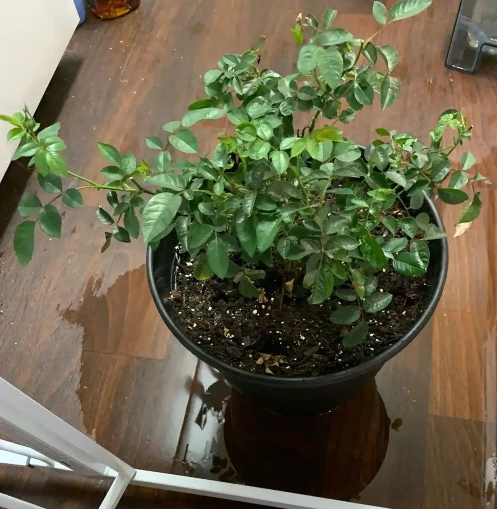 新手施肥指南，促進植物長葉開花很容易，選肥料和施肥時機很關鍵