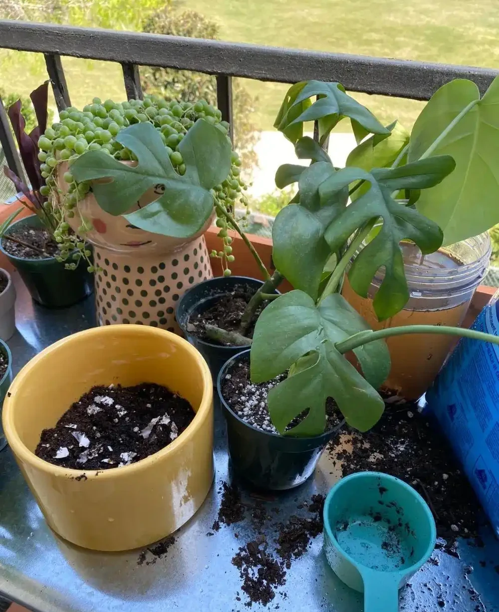 新手施肥指南，促進植物長葉開花很容易，選肥料和施肥時機很關鍵