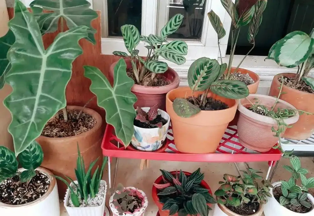 新手施肥指南，促進植物長葉開花很容易，選肥料和施肥時機很關鍵