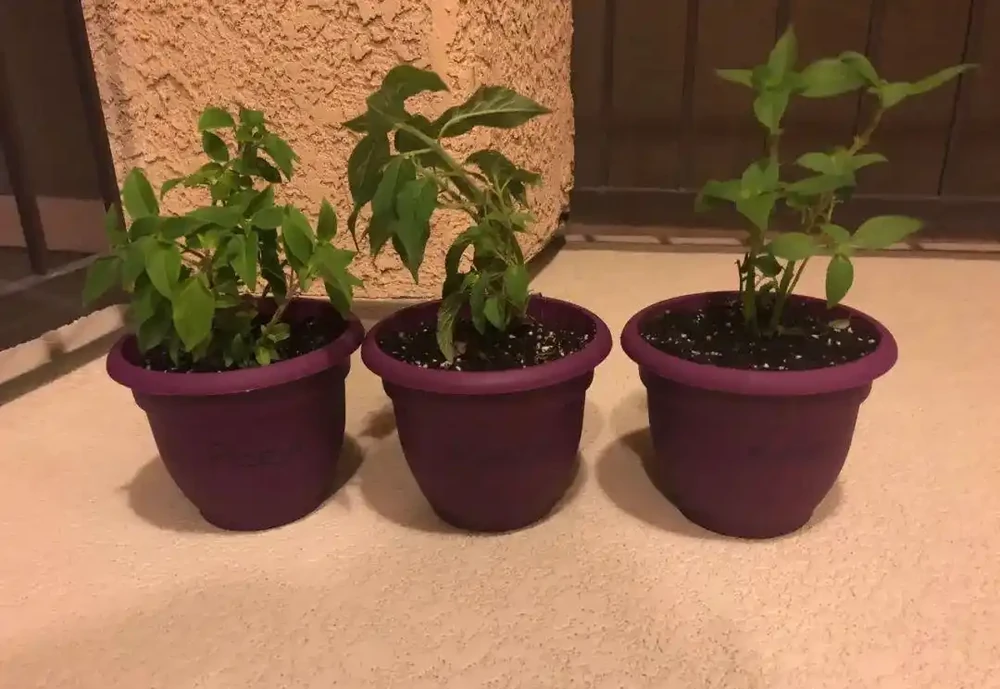 新手施肥指南，促進植物長葉開花很容易，選肥料和施肥時機很關鍵