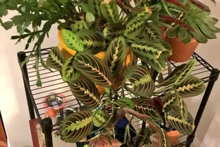 新手施肥指南，促進植物長葉開花很容易，選肥料和施肥時機很關鍵
