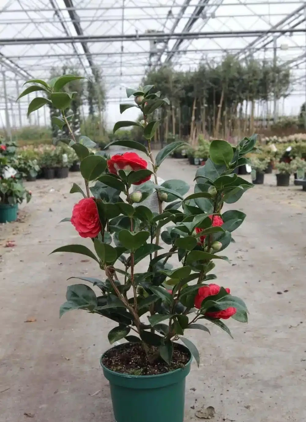 盆栽茶花買回來時掛滿花苞，過幾天落光，為啥葉子也發黃掉落？