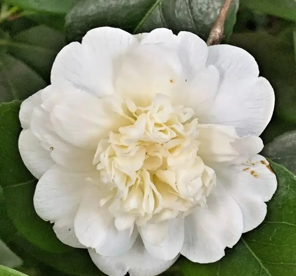 盆栽茶花買回來時掛滿花苞，過幾天落光，為啥葉子也發黃掉落？