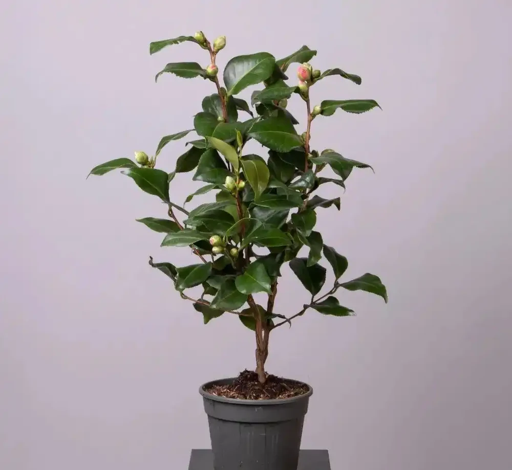 盆栽茶花買回來時掛滿花苞，過幾天落光，為啥葉子也發黃掉落？