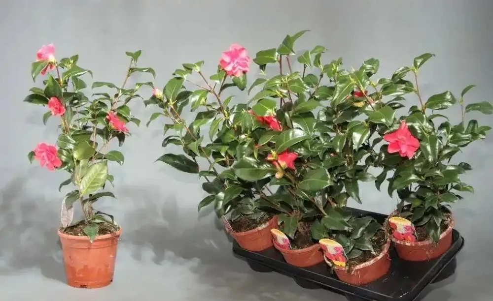 盆栽茶花買回來時掛滿花苞，過幾天落光，為啥葉子也發黃掉落？