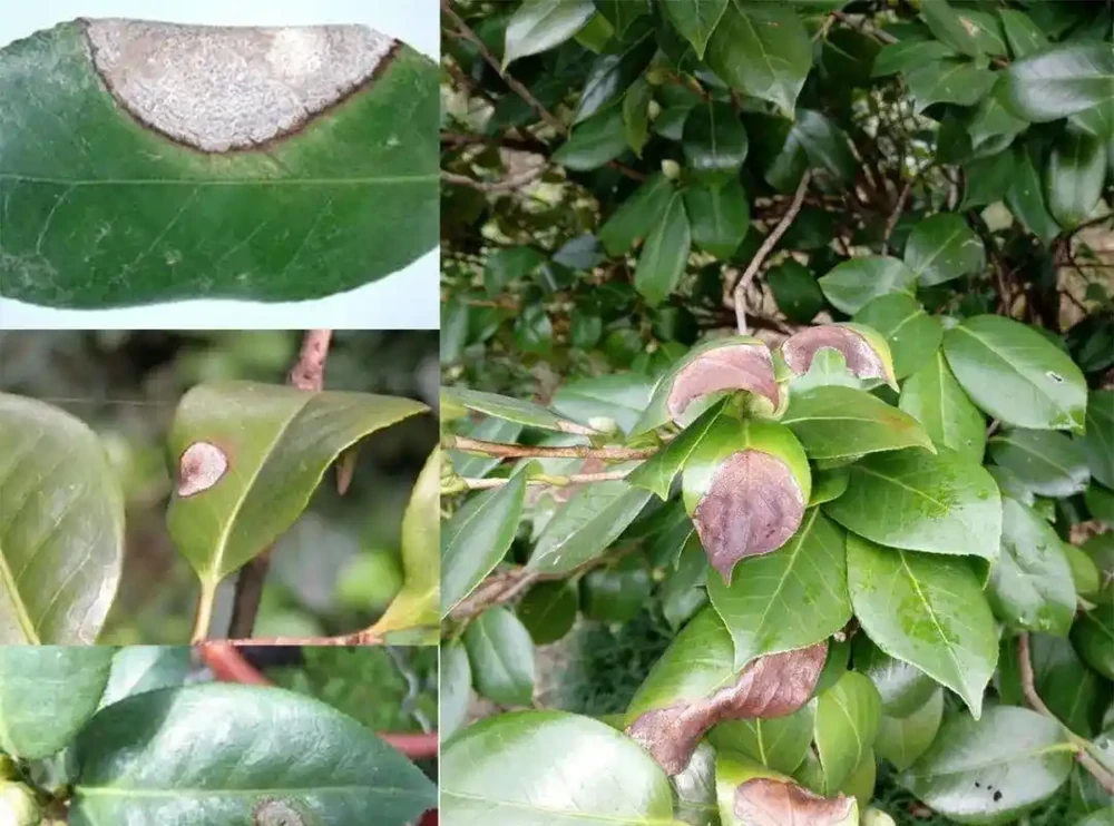 盆栽茶花買回來時掛滿花苞，過幾天落光，為啥葉子也發黃掉落？