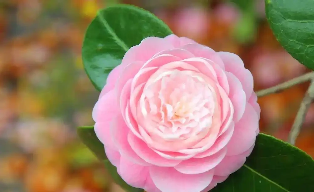 盆栽茶花買回來時掛滿花苞，過幾天落光，為啥葉子也發黃掉落？