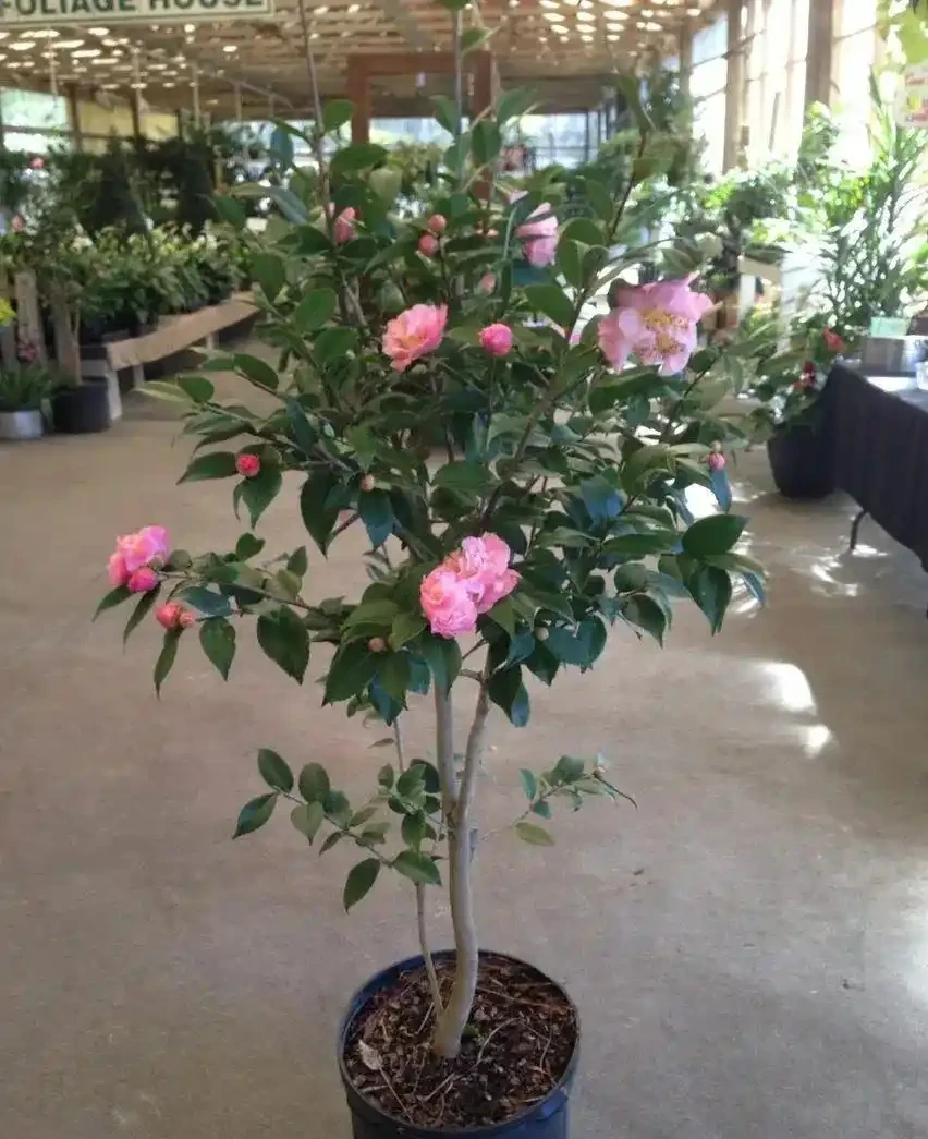 盆栽茶花買回來時掛滿花苞，過幾天落光，為啥葉子也發黃掉落？