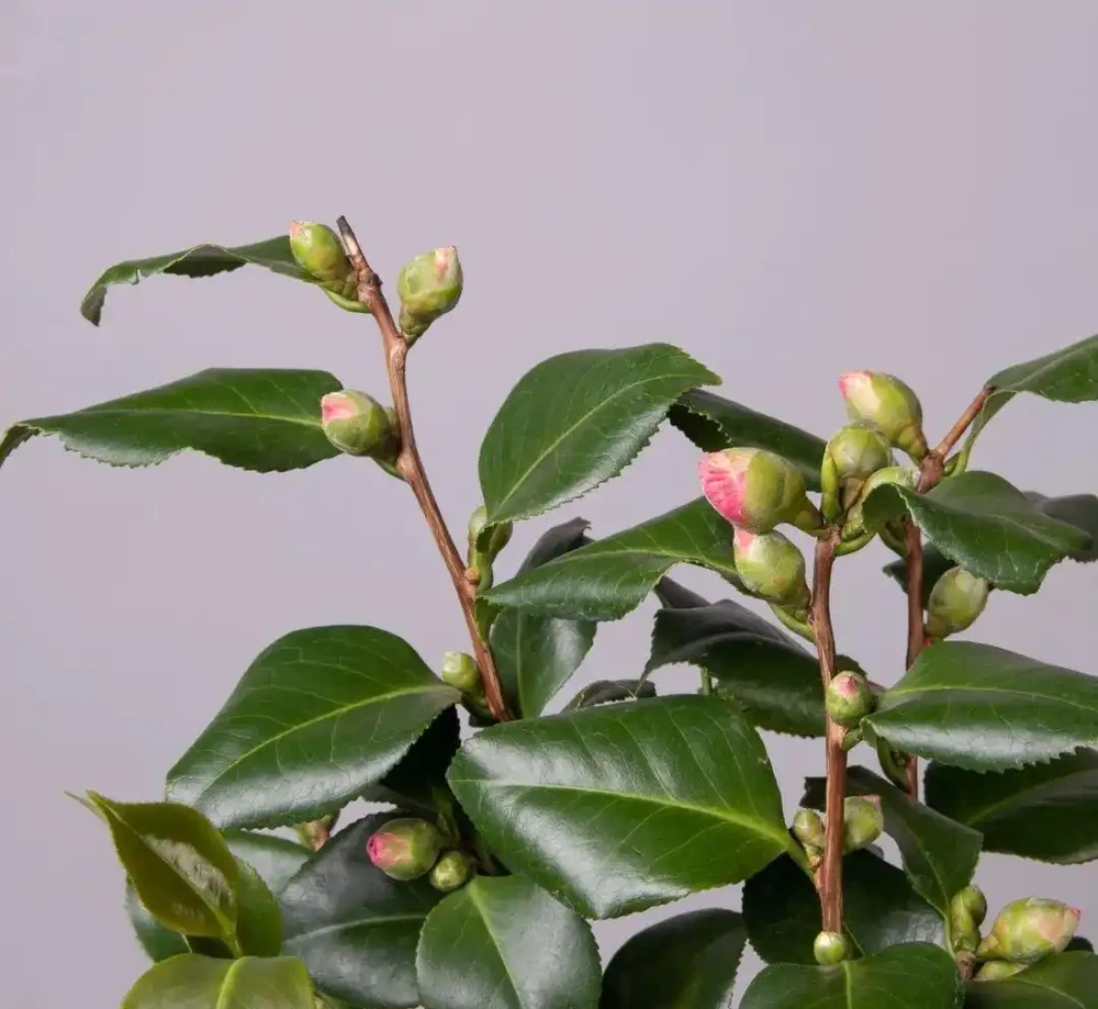 盆栽茶花買回來時掛滿花苞，過幾天落光，為啥葉子也發黃掉落？
