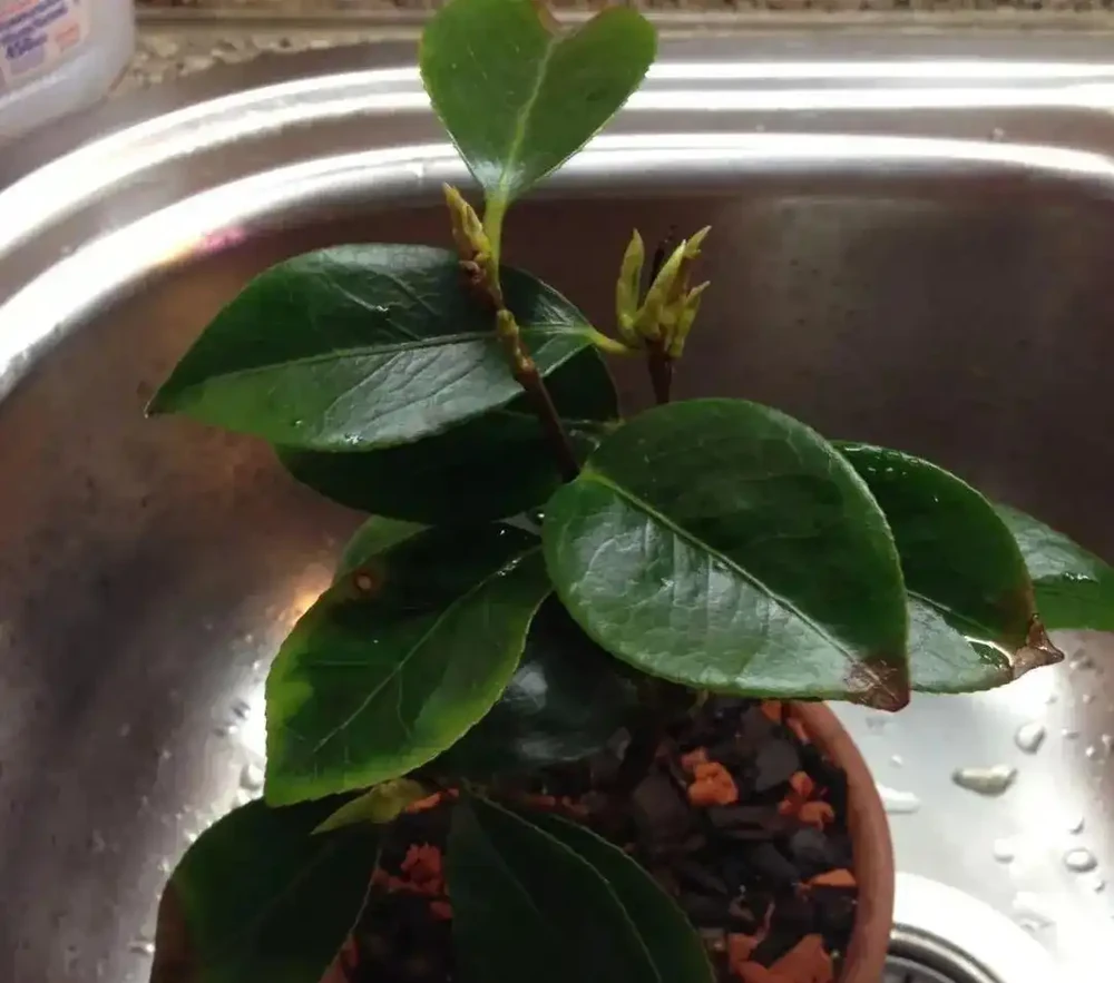 盆栽茶花買回來時掛滿花苞，過幾天落光，為啥葉子也發黃掉落？