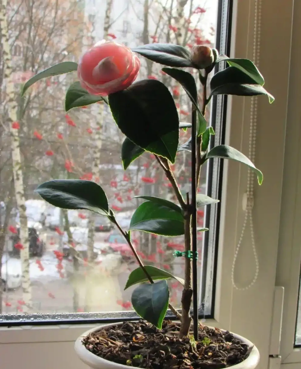 盆栽茶花買回來時掛滿花苞，過幾天落光，為啥葉子也發黃掉落？