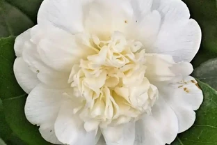 盆栽茶花買回來時掛滿花苞，過幾天落光，為啥葉子也發黃掉落？