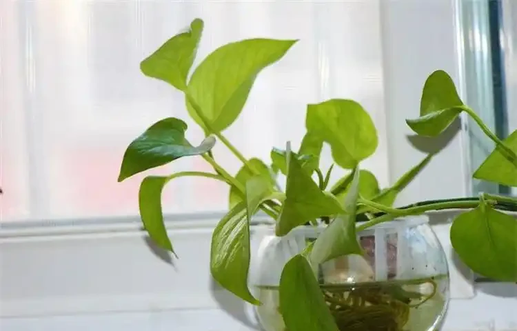 哪些盆栽不能用發泡煉石？盤點兩大類盆栽，不能用，不然真的很難打理