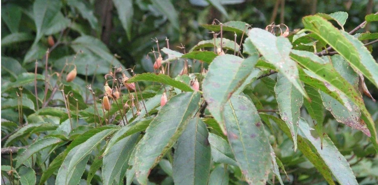 花葉上結網是什麼病