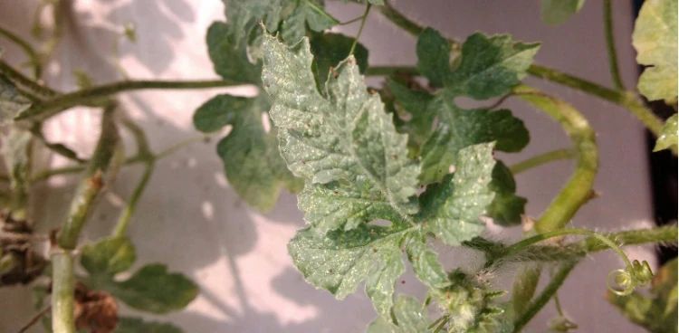 花葉上結網是什麼病
