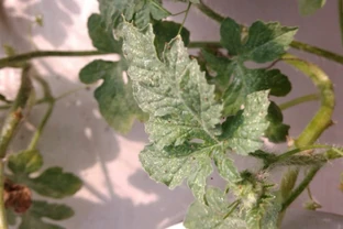 花葉上結網是什麼病