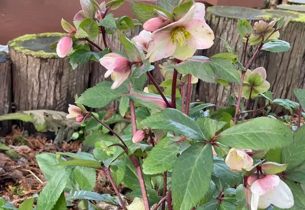 水溶性肥料使用指南，養花不求人，輕鬆學會完全版的施肥技巧