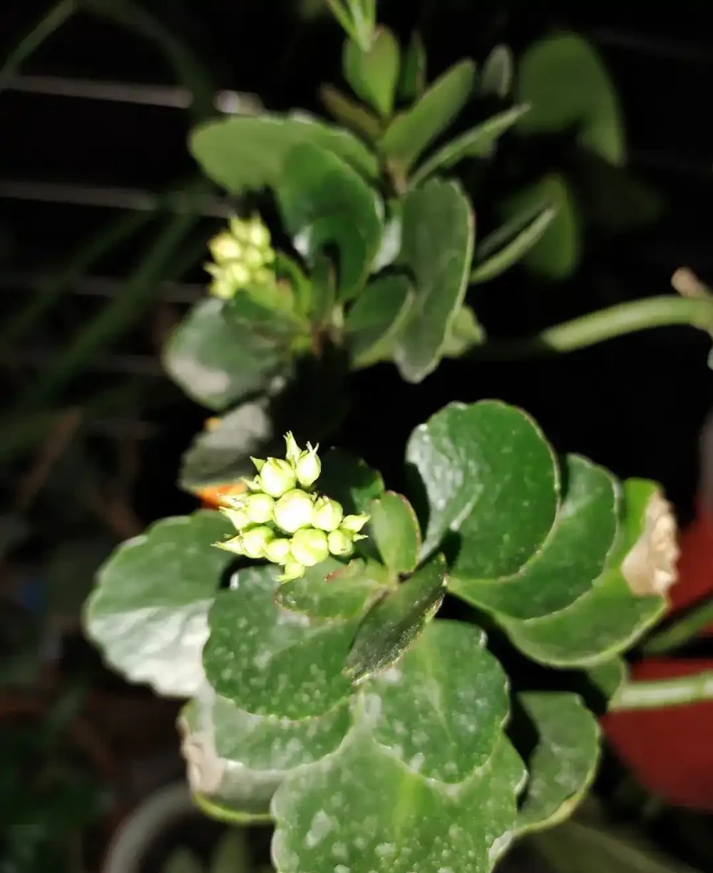 水溶性肥料使用指南，養花不求人，輕鬆學會完全版的施肥技巧