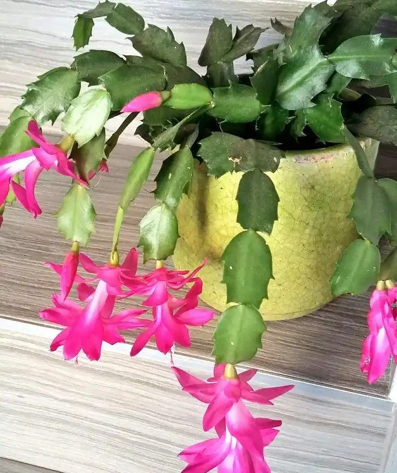 水溶性肥料使用指南，養花不求人，輕鬆學會完全版的施肥技巧