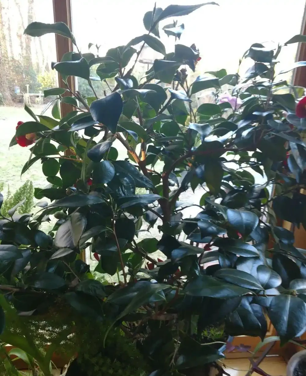 水溶性肥料使用指南，養花不求人，輕鬆學會完全版的施肥技巧